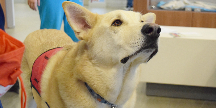 picture of a therapeutic dog in the fireside gallery at progress campus